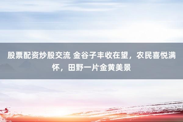股票配资炒股交流 金谷子丰收在望，农民喜悦满怀，田野一片金黄美景